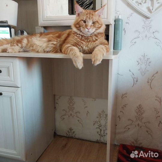 Кот мейн-кун вязка