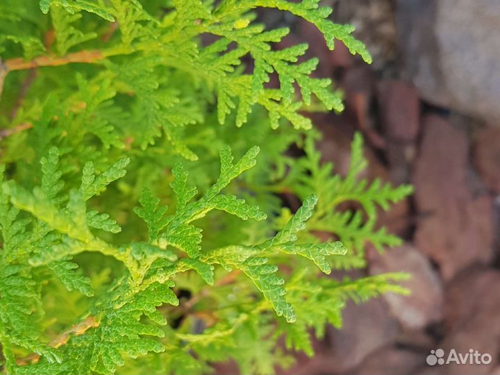 Туя колумна