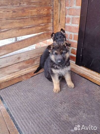 Немецкая овчарка