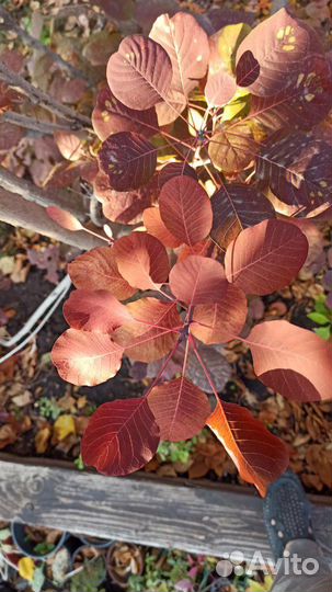 Скумпия кожевенная краснолистная