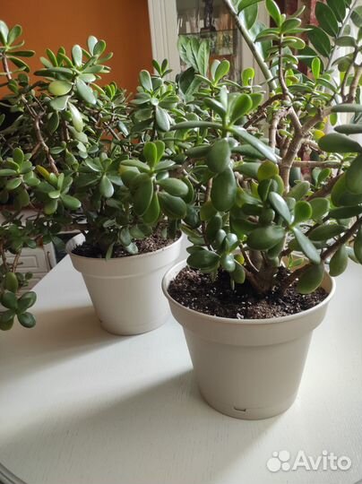 Толстянка, денежное дерево