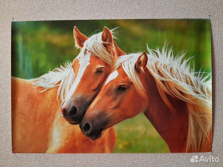 Постеры А1 Тигр Лошади