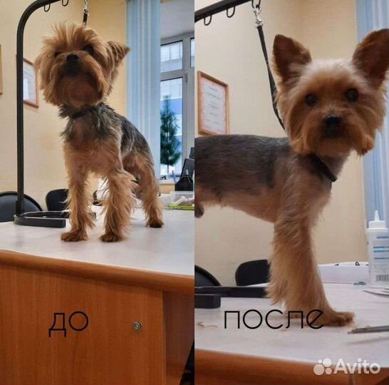 Стрижка собак