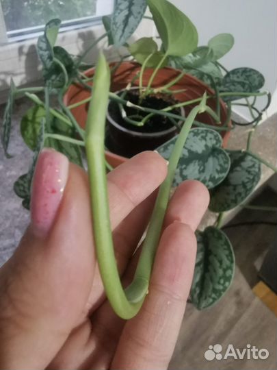 Сциндапсус Пиктус Требе