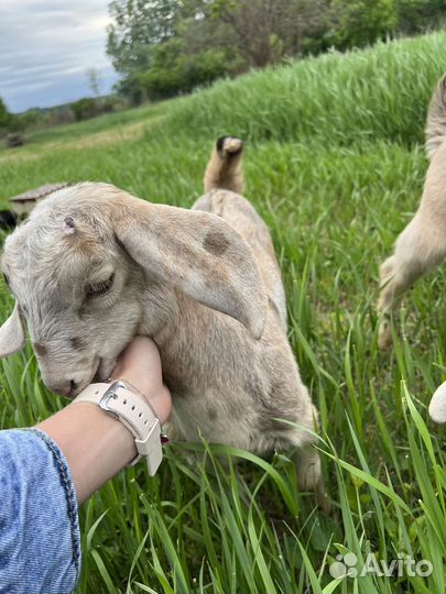 Англо-нубийские козлята