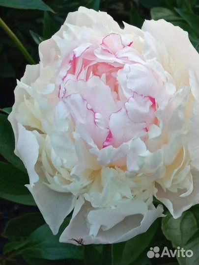 Пион (саженец)