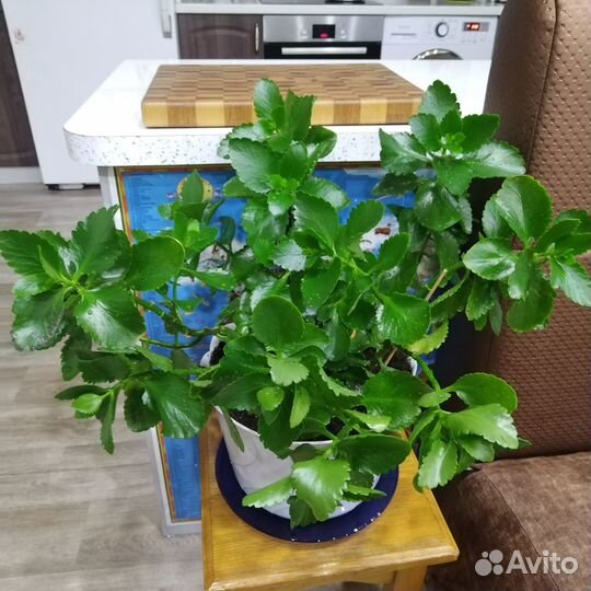 Каланхоэ цветущий