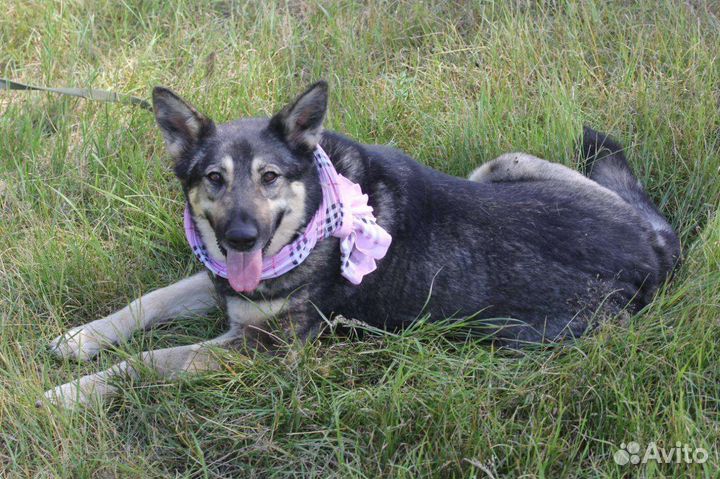 Ариэль, давно в приюте ищет семью