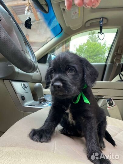 Забавные щеночки особой породы