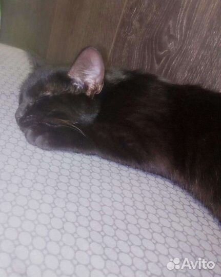 Кот в добрые руки