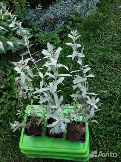 Цветы, серебристые растения: полынь, ясколка