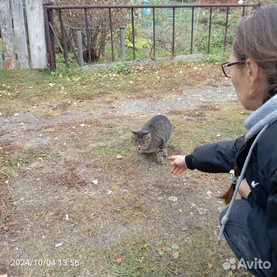 Отдам бесплатно животные