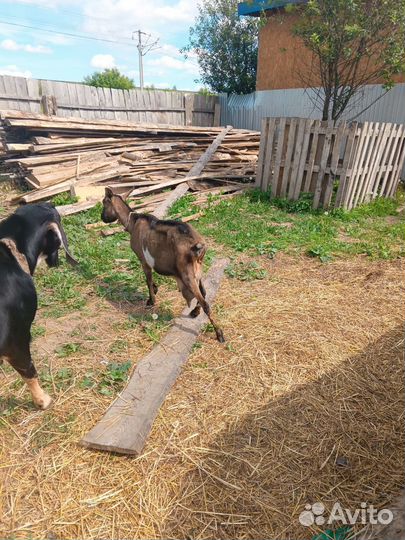 Коза дойная альпийская