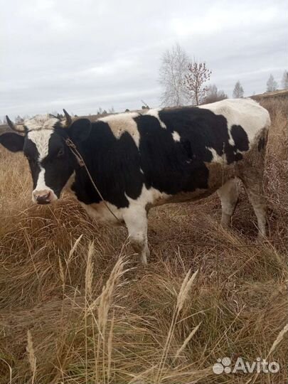 Бык и телка