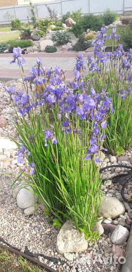 Ирисы сортовые