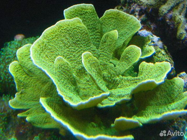 Коралл Монтипора