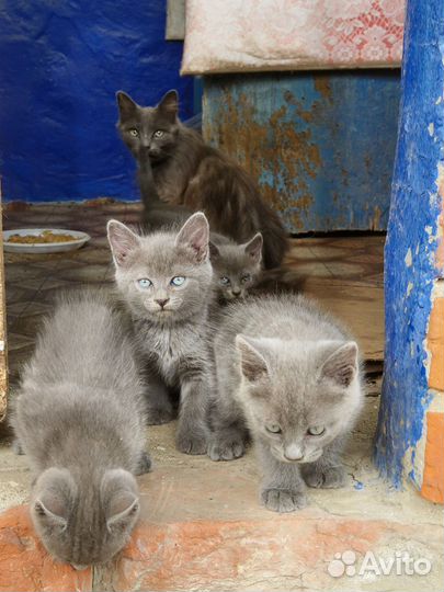 Котята