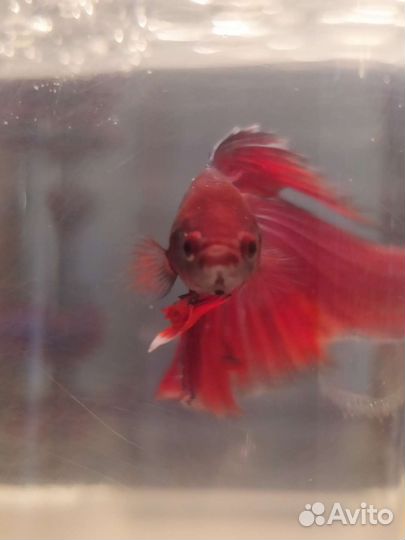 Рыбка Петушок