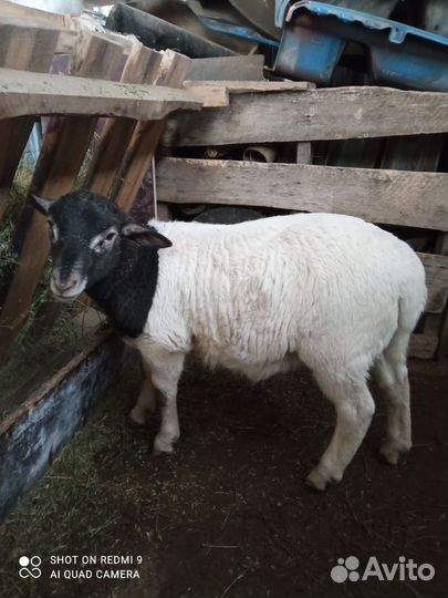 Ягнята дорпер