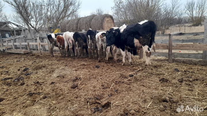 Телята бычки