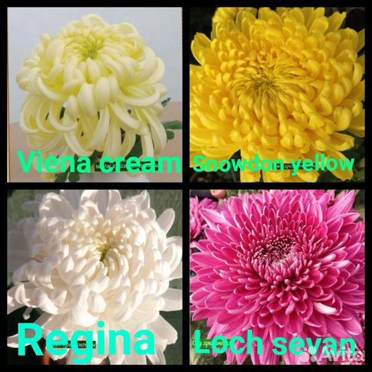 Хризантема