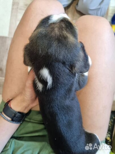 Бигль щенки