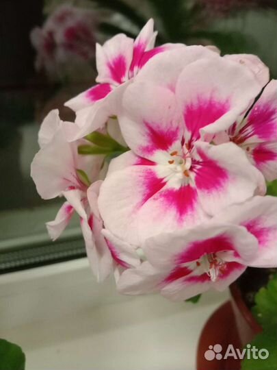 Герань пеларгония