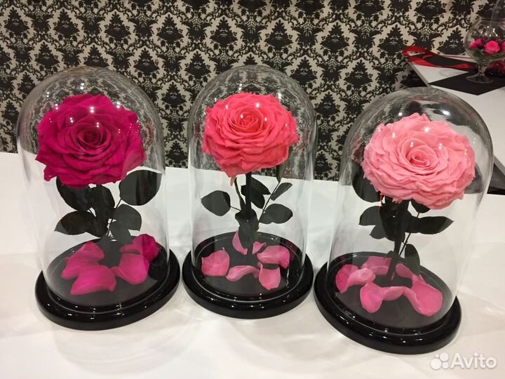 Живая Роза в колбе на 5 лет. Красавица и чудовище