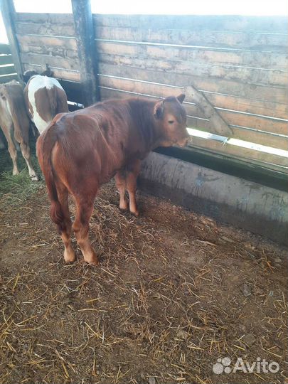 Бычки Мясные породы