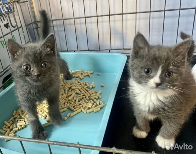 Котятки в добрые руки