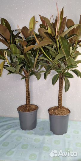 Бонсай Кармона Чайное Дерево 27/45см