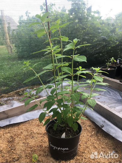 Гортензия метельчатая 20 сортов