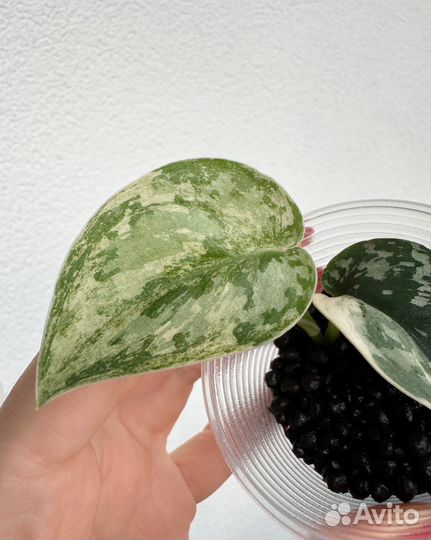 Сциндапсус маяри (scindapsus mayari)