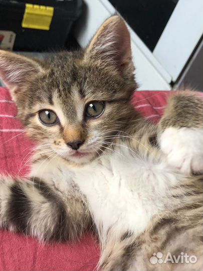 Малышка ищет дом