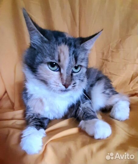 Кошечка в добрые руки