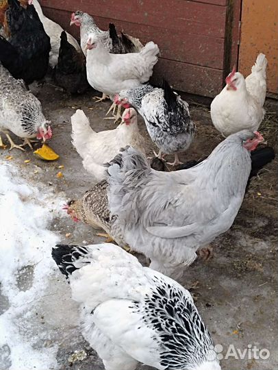 Инкубационное яйцо кур