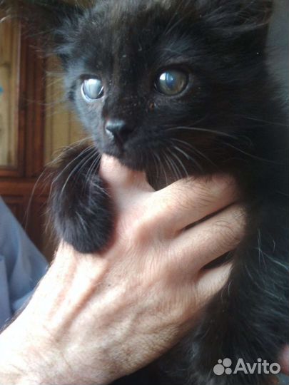 Хочу на ручки