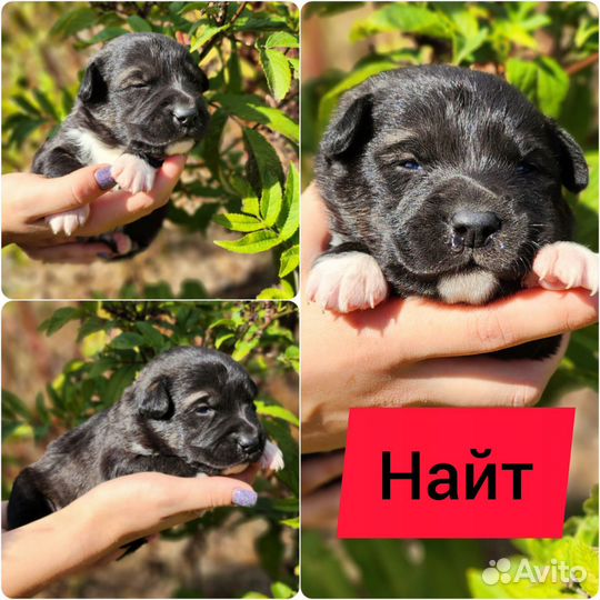 Щенки бесплатно