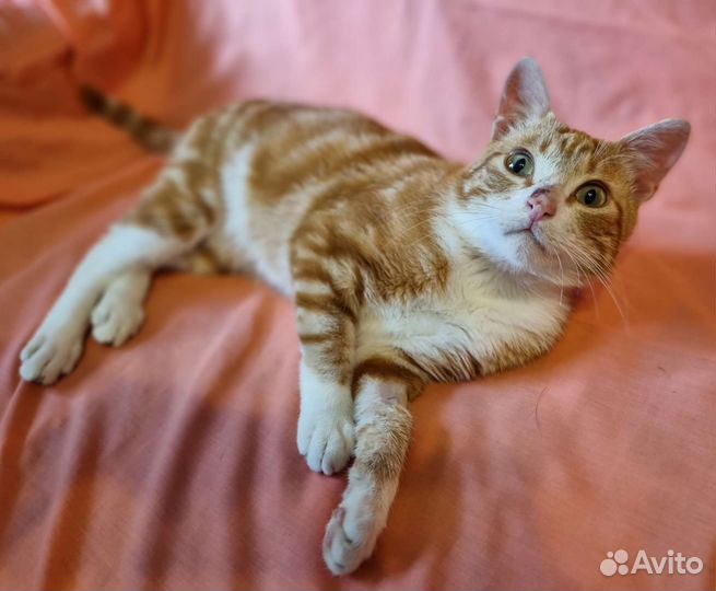 Ласковый мраморный рыжик ищет дом