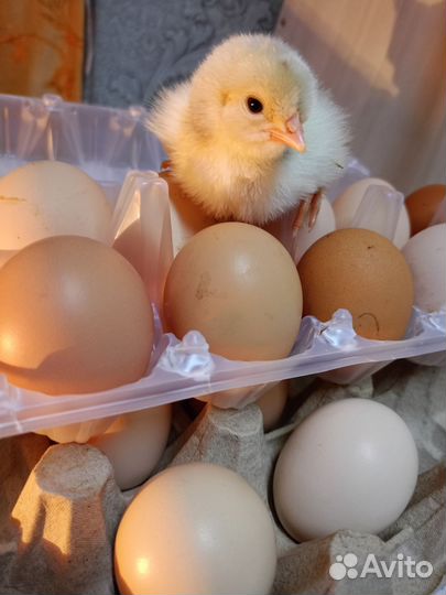 Яйцо домашнее