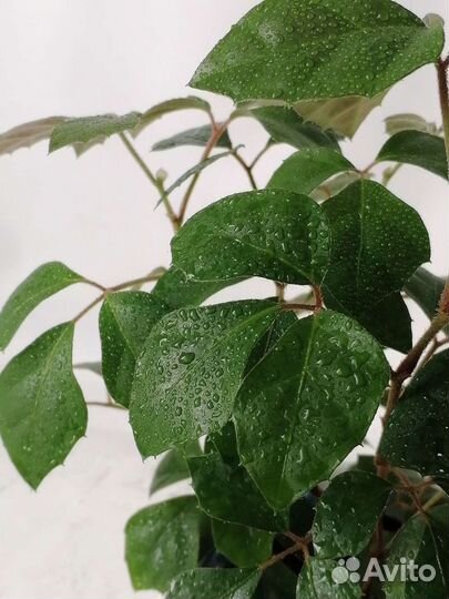 Циссус (комнатный виноград)