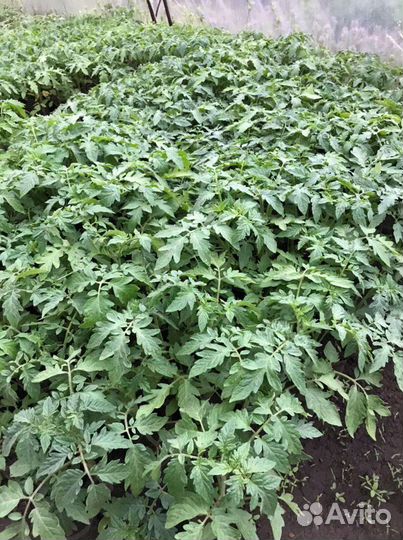 Рассада помидор