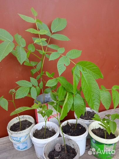 Грецкий орех саженцы