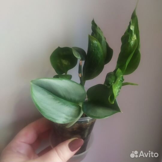 Эпипремнум Годзилла и Мунлайт