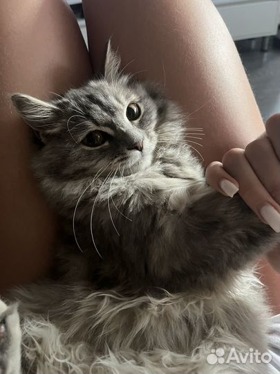 Переддержка животных