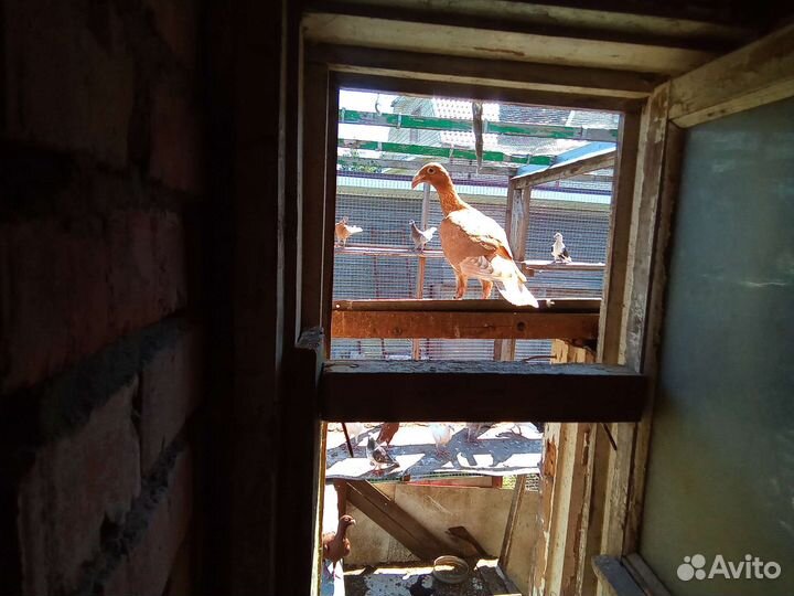 Голуби почтовые русские, немецкие, драконы 2023 г