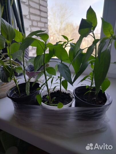 Перец горький