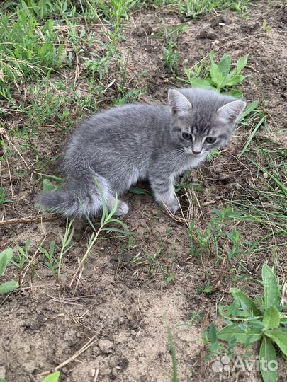 Котик в добрые руки