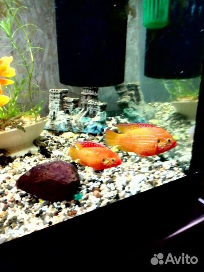 Аквариум и рыбки