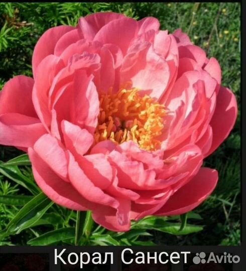 Пионы травянистые,для посадки